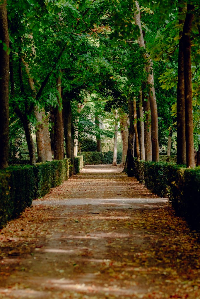 Peaceful walkway surrounded by lush trees in Aranjuez, Spain. Tranquil and picturesque setting.